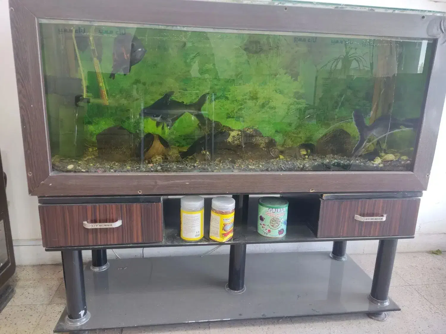 آکواریوم|ماهی|اردبیل, |دیوار