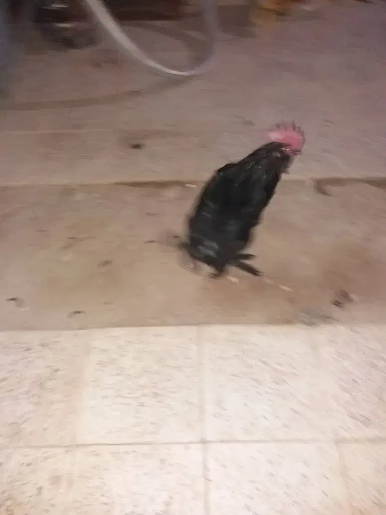 خروس سیاه مرندی|حیوانات مزرعه|خمینی‌شهر, |دیوار