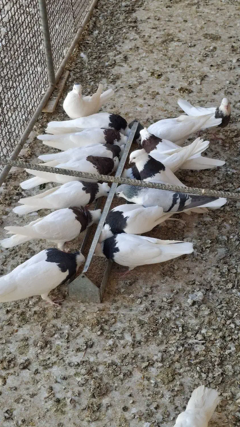 فروش کفتر طوقی|پرنده|حمیدیا, |دیوار