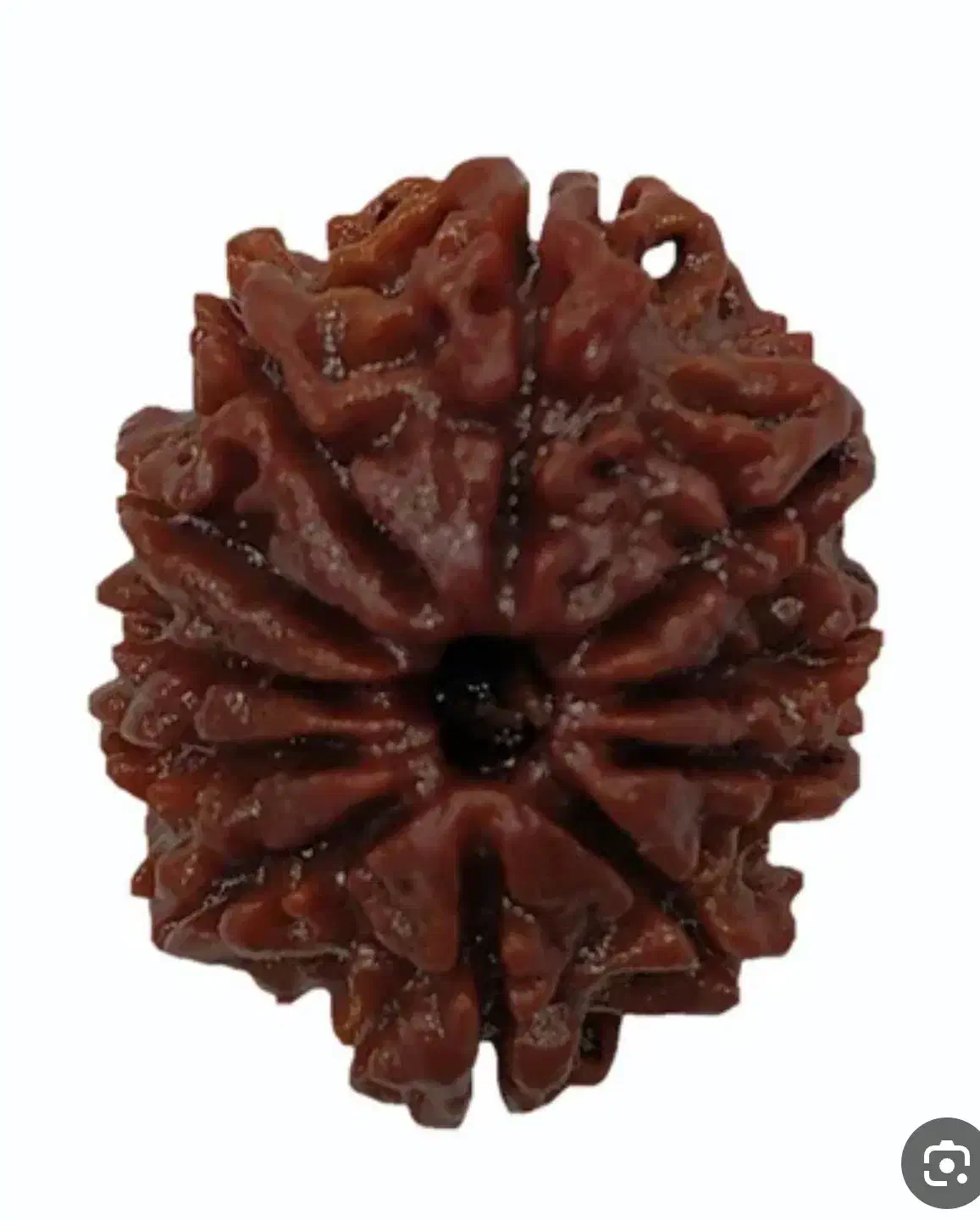 رودراکشا یک عدد|صنایع دستی و سایر لوازم تزئینی|دشت ذهاب, |دیوار