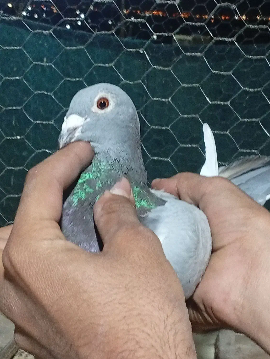 کفتر|پرنده|شیراز, سلطان آباد|دیوار