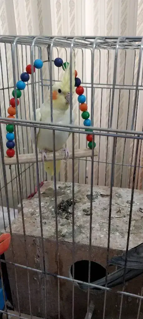 عروس هلندی|پرنده|طسوج, |دیوار