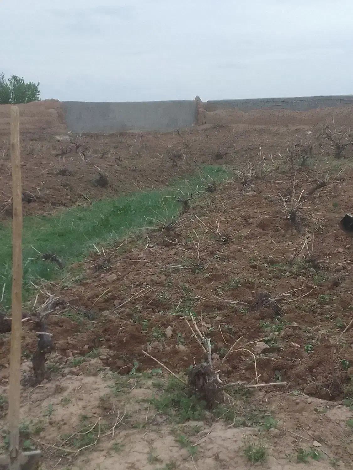 کارگر برای زعفران جمع کردن سه نفر هستیم|خدمات باغبانی و درختکاری|نیشابور, عدالت|دیوار