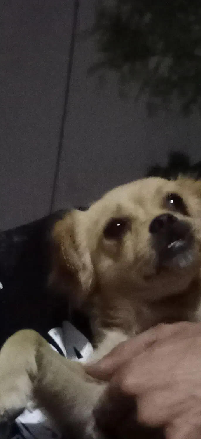 گمشده وائین|حیوانات|شهریار, شهرک عباس پور|دیوار