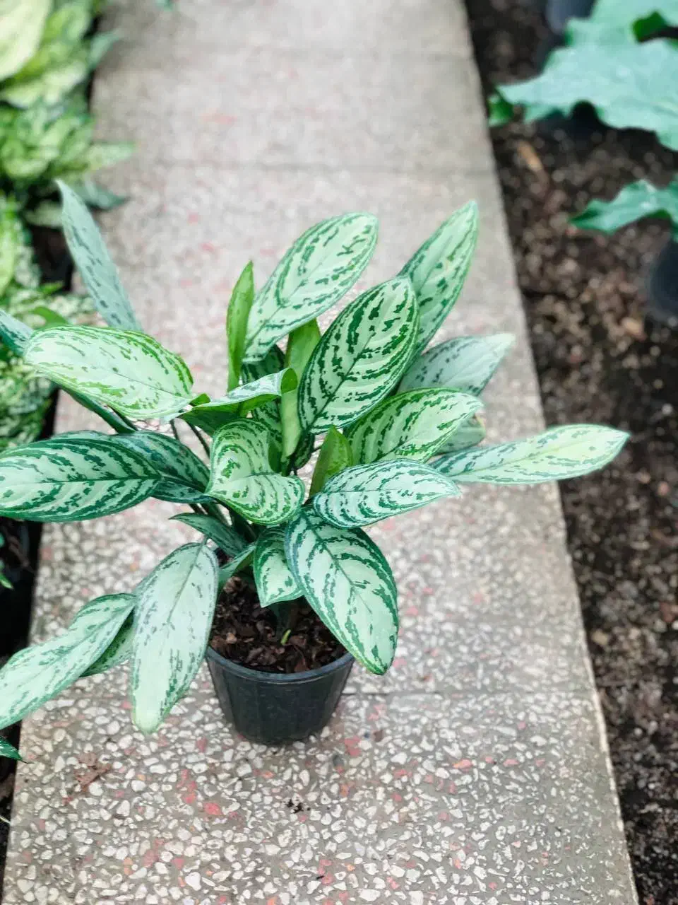 گل هدیه ویژه روز مادر|گل و گیاه طبیعی|قدس, شهر‌قدس|دیوار