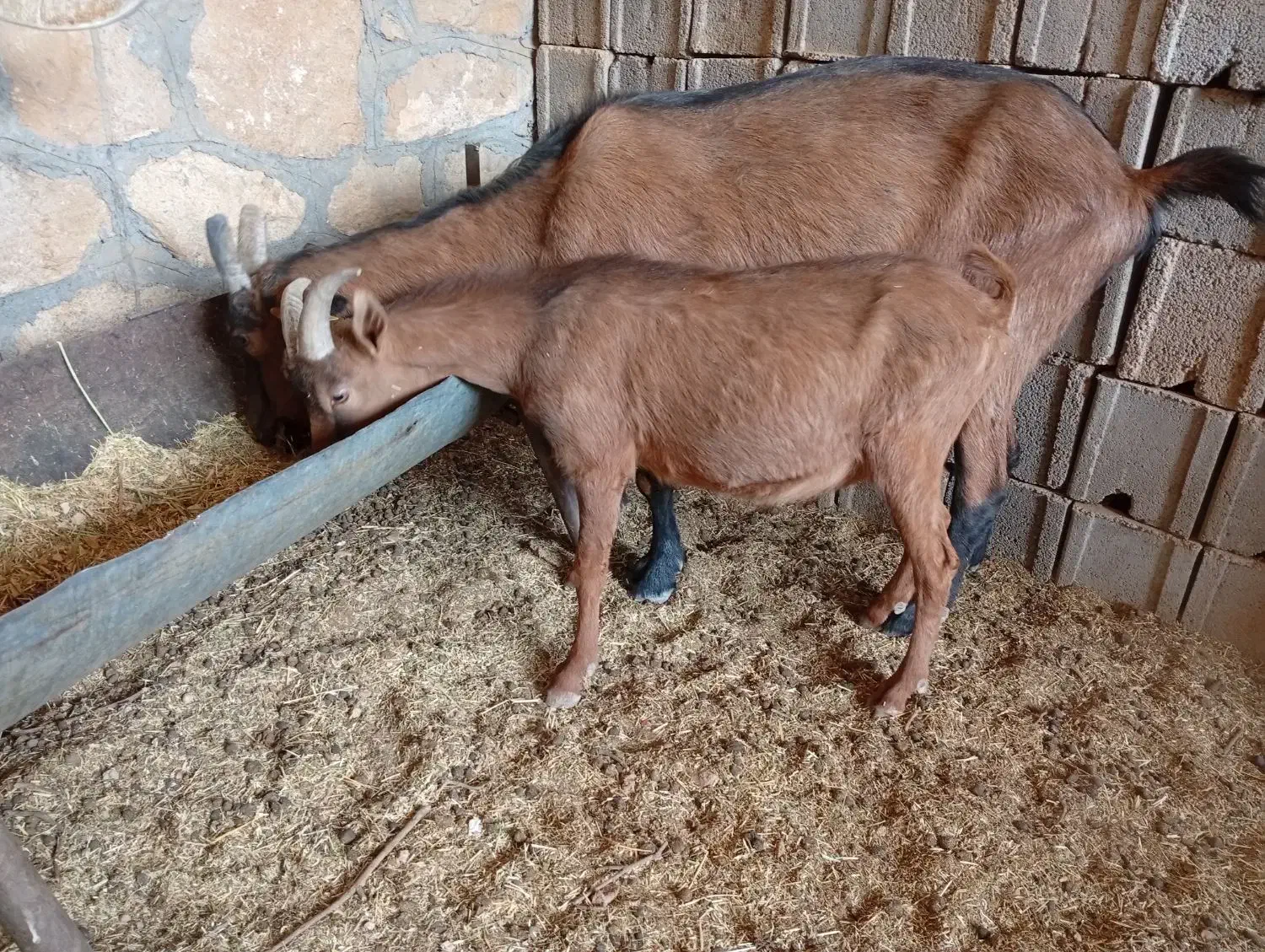 آلپاین|حیوانات مزرعه|شیراز, قلات|دیوار