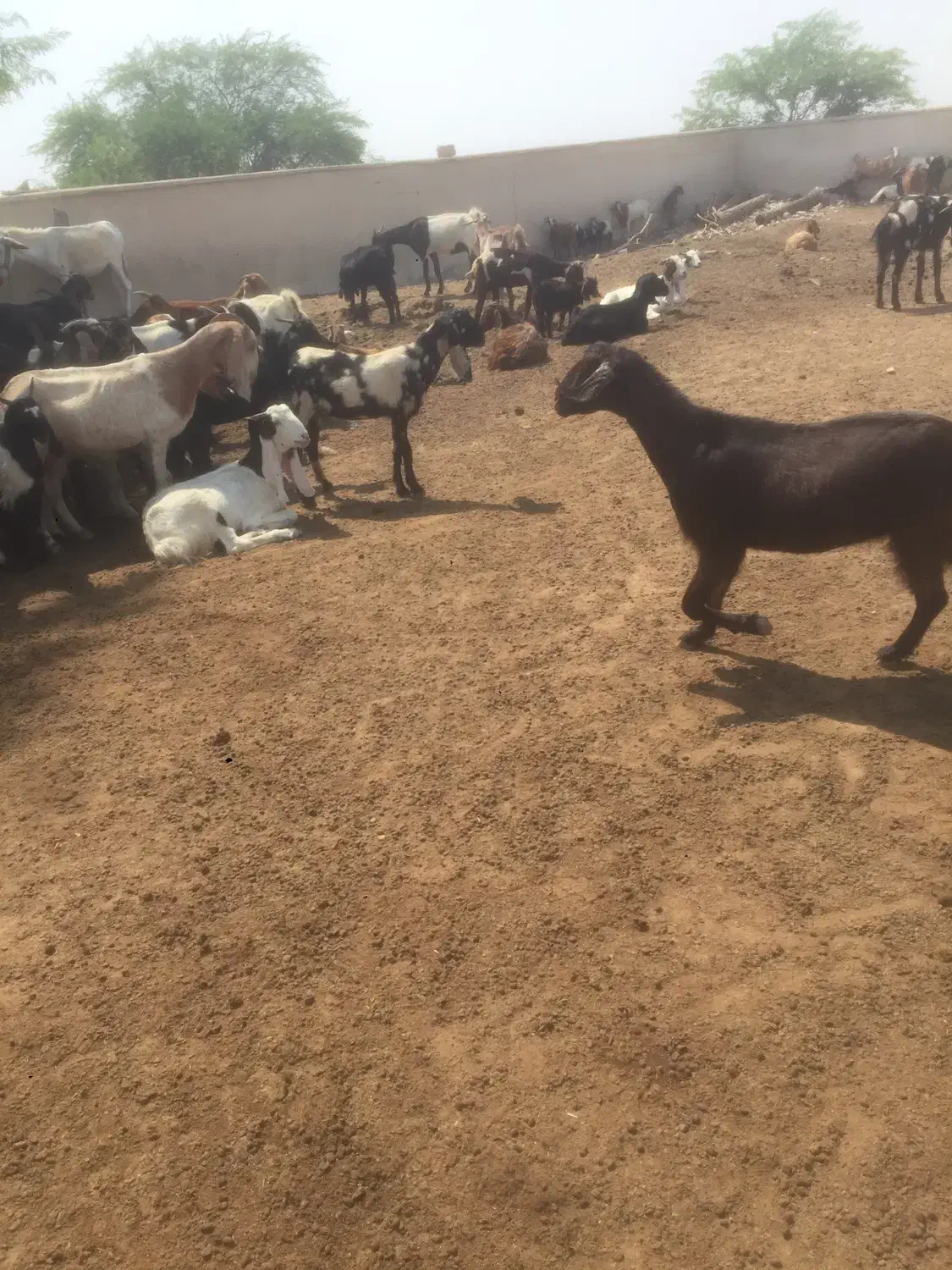 بز آبستن با تیشترش و بوقلمون|حیوانات مزرعه|آبپخش, |دیوار