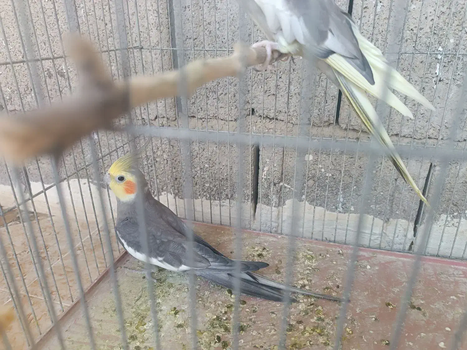 عروس هلندی|پرنده|بندر کنگان, |دیوار