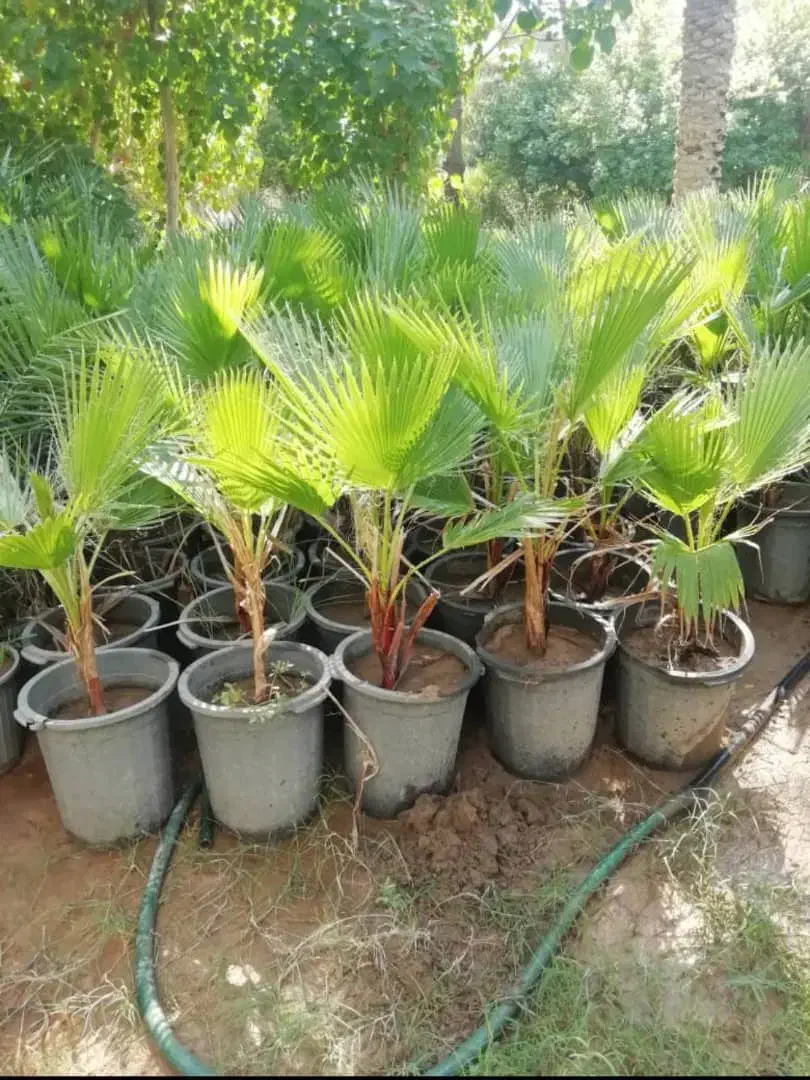 انجام کلیه کارهای باغبانی وباغچه|خدمات باغبانی و درختکاری|اهواز, بهارستان|دیوار