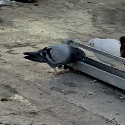 کبوتر|پرنده|سلماس, |دیوار