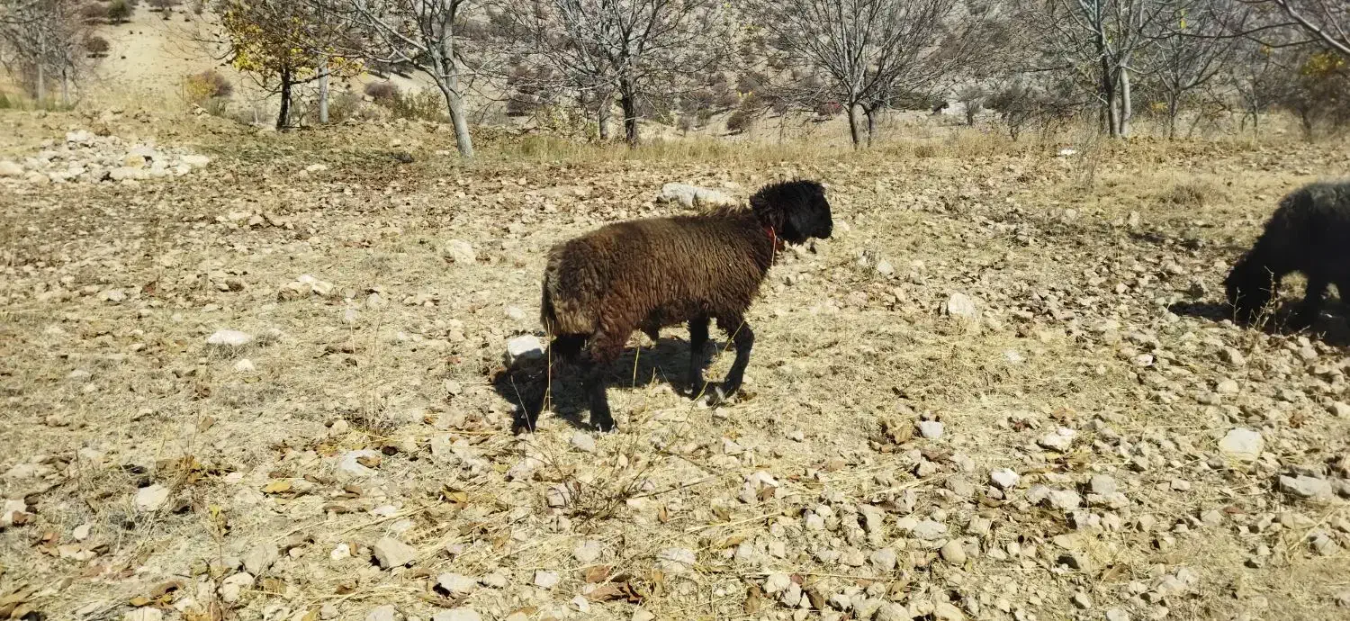 بره قوچ|حیوانات مزرعه|مارگون, |دیوار