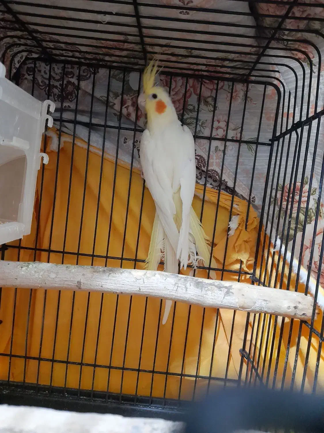 عروس هلندی نر|پرنده|الوند, |دیوار