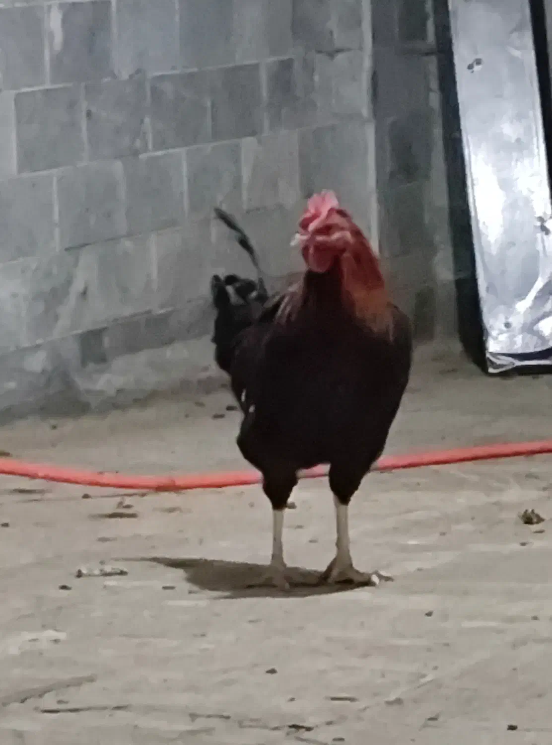 خروس محلی معاوضه با مرغ|حیوانات مزرعه|کلیائی, |دیوار