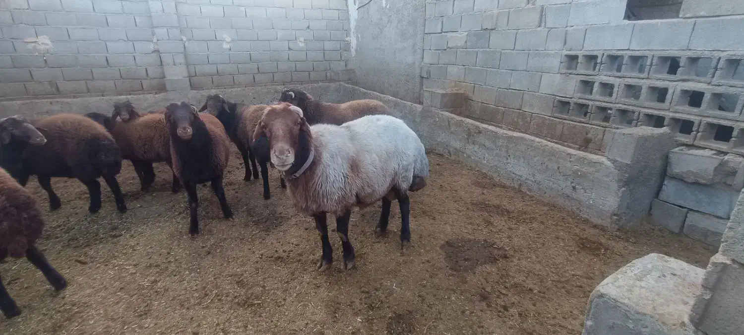 قوچ افشار اصل|حیوانات مزرعه|آباده, |دیوار