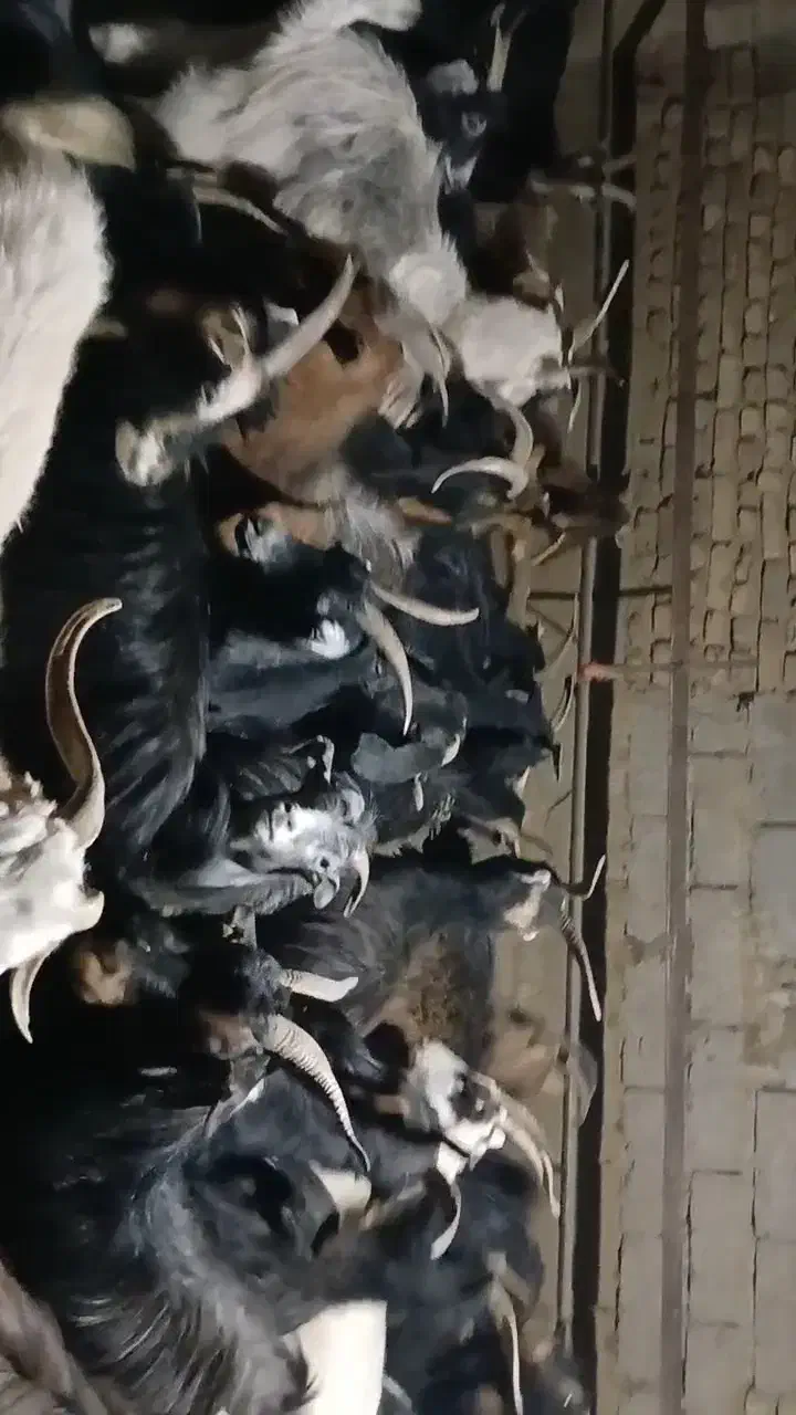 فروش ۴۰ راس بز|حیوانات مزرعه|هشتگرد, شهرک بعثت|دیوار