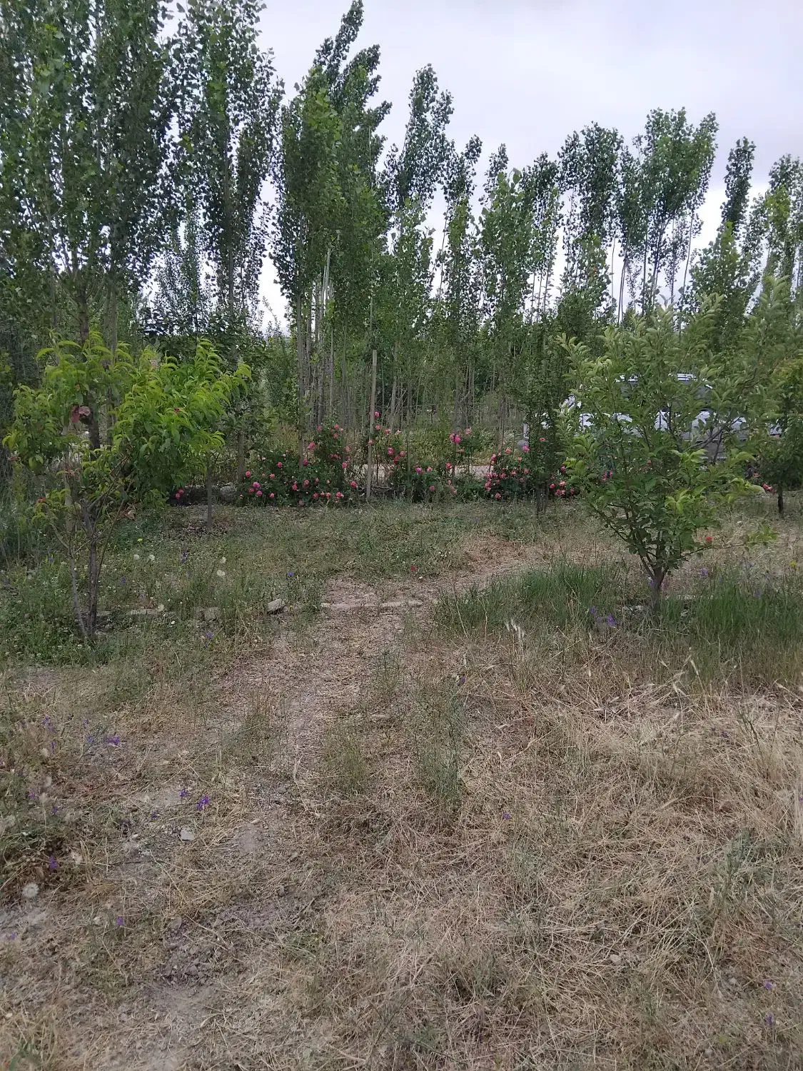 کاشت گل تعویض خاک گلدان هرس انواع درخت|خدمات باغبانی و درختکاری|اردبیل, |دیوار