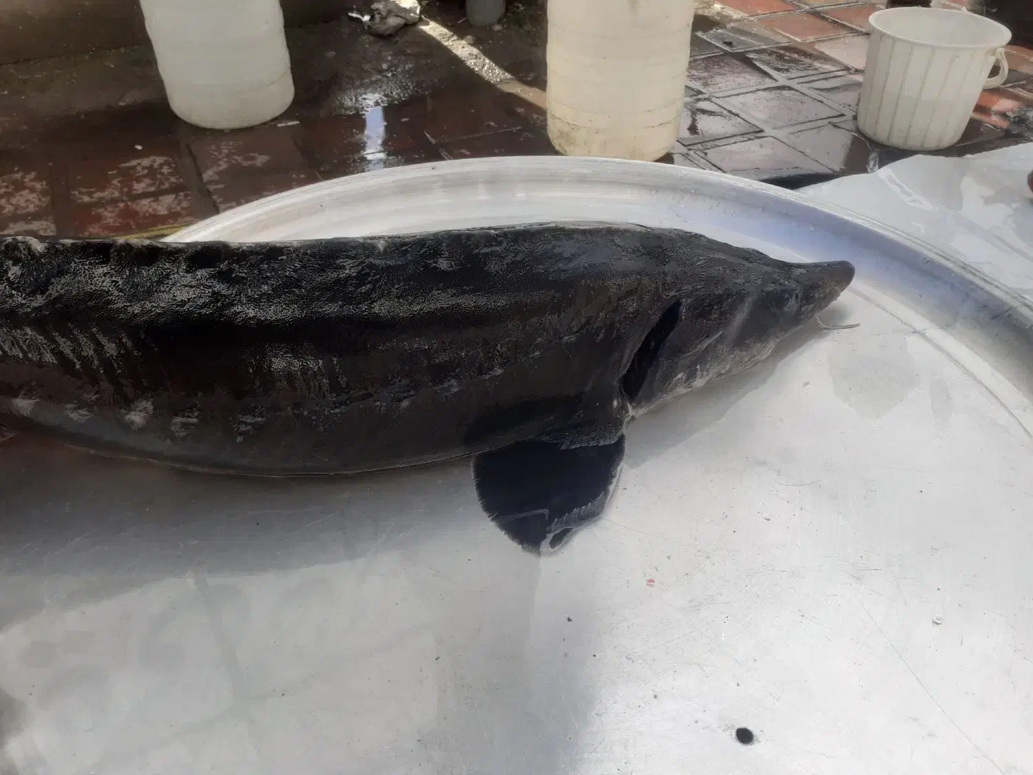 ازونبرون|ماهی|صومعه‌سرا, |دیوار