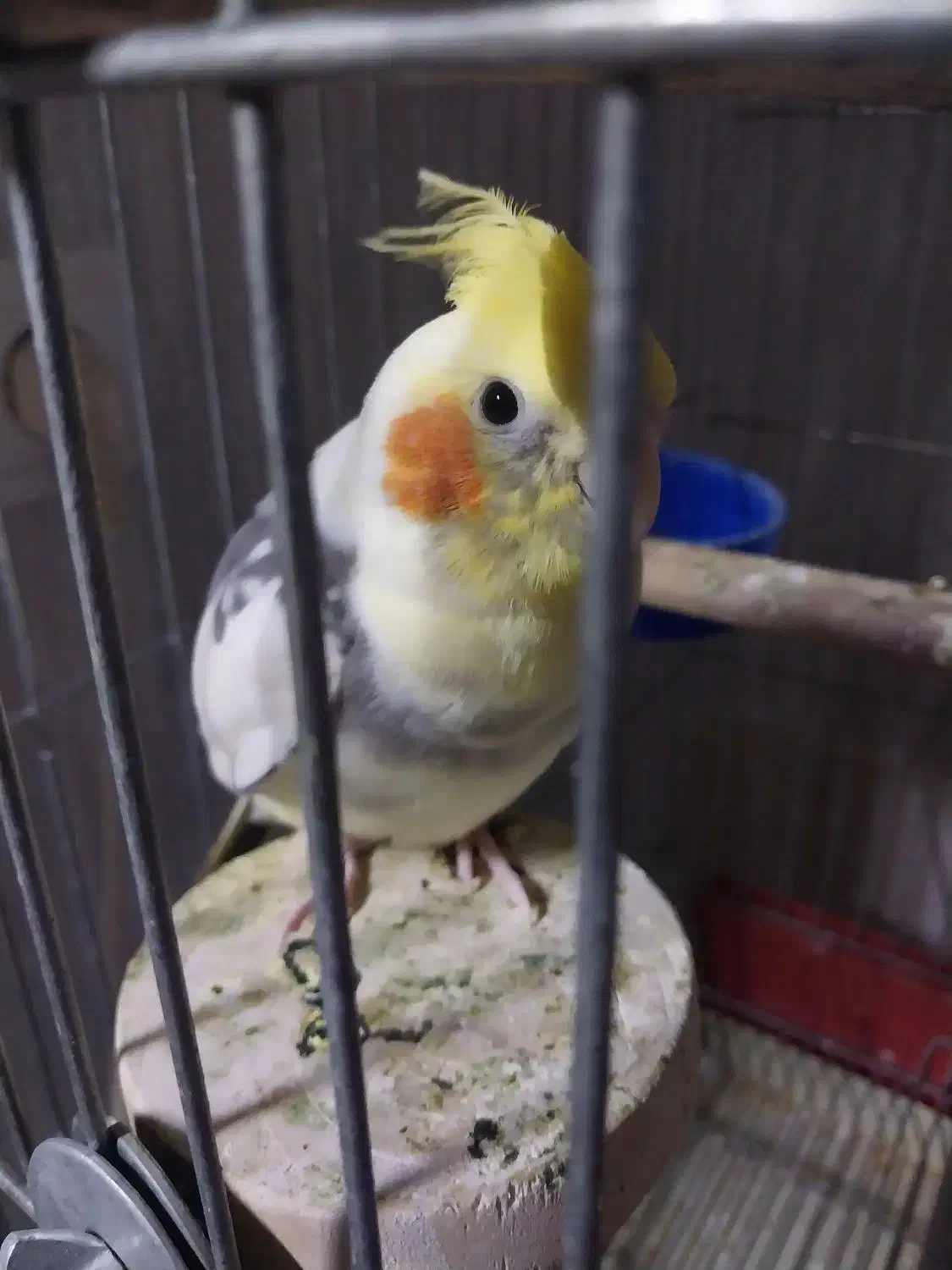 عروس نر|پرنده|تهران, زرگنده|دیوار