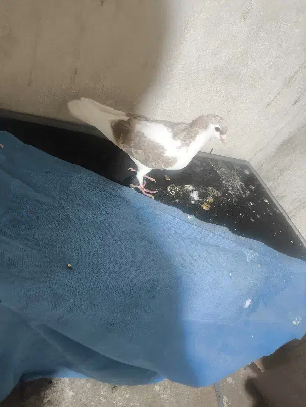 کبوتر اردکی|پرنده|مریوان, |دیوار