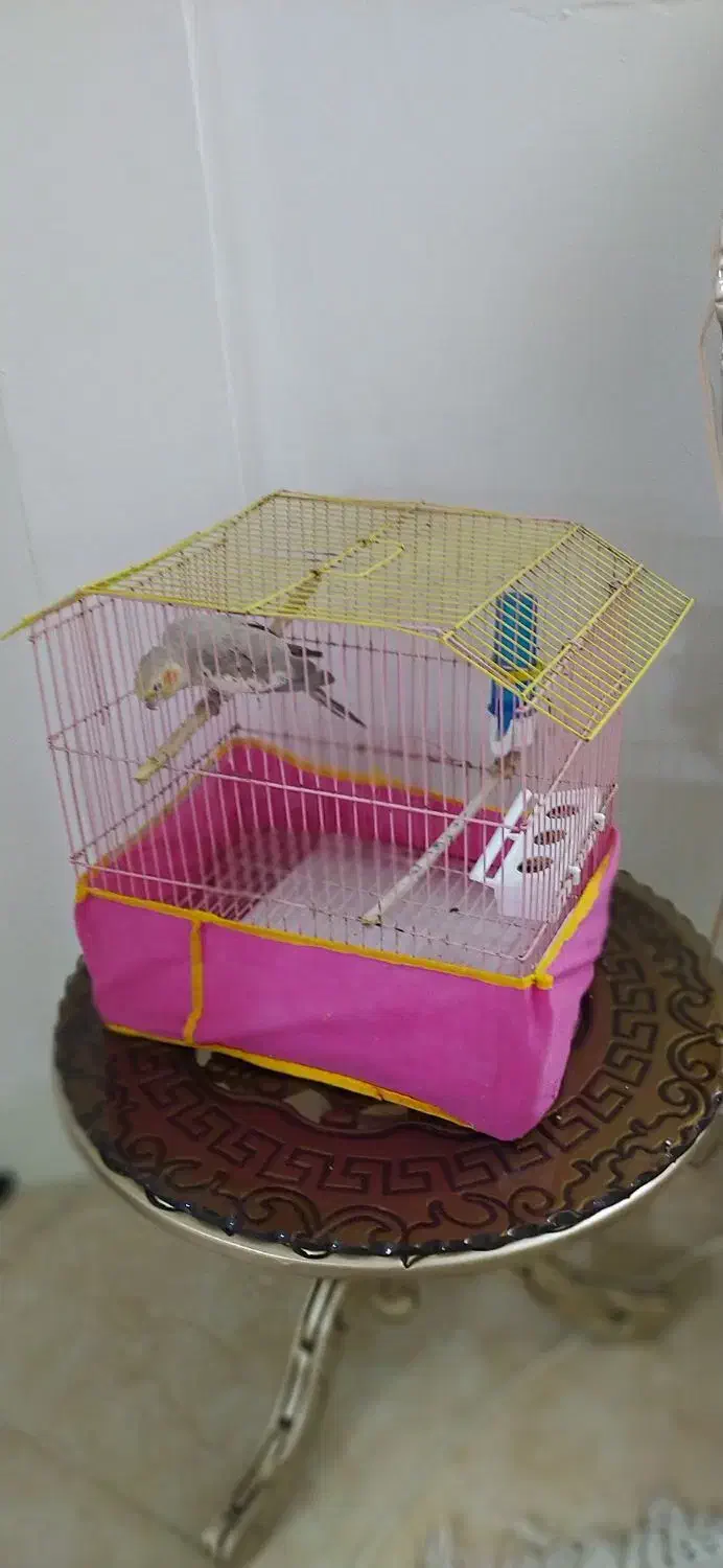 عروس هلندی ماده سالم وسرحال|پرنده|اسلامشهر, شهرک مهدیه|دیوار