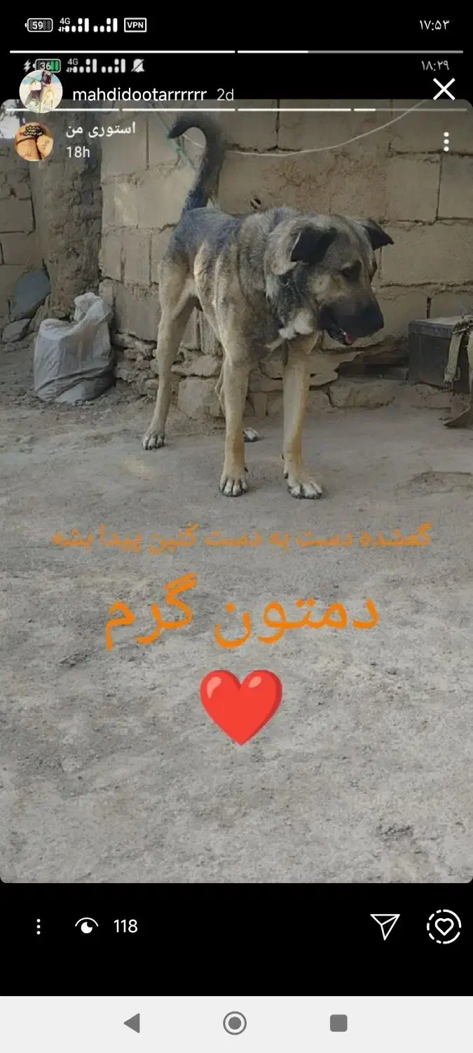 گمشده|حیوانات|شیروان (خراسان), |دیوار