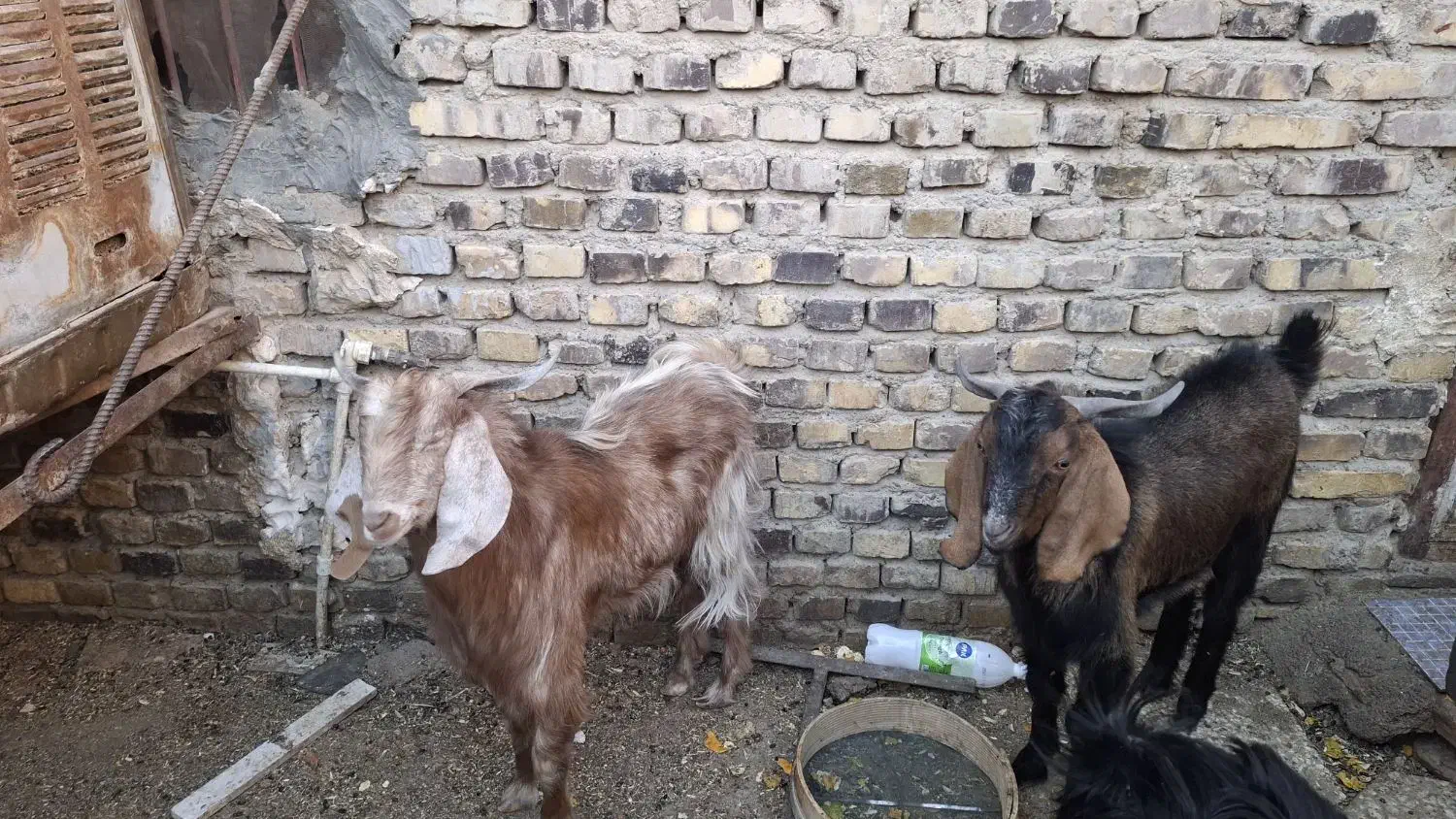 کره نر خایه کش|حیوانات مزرعه|زابل, |دیوار