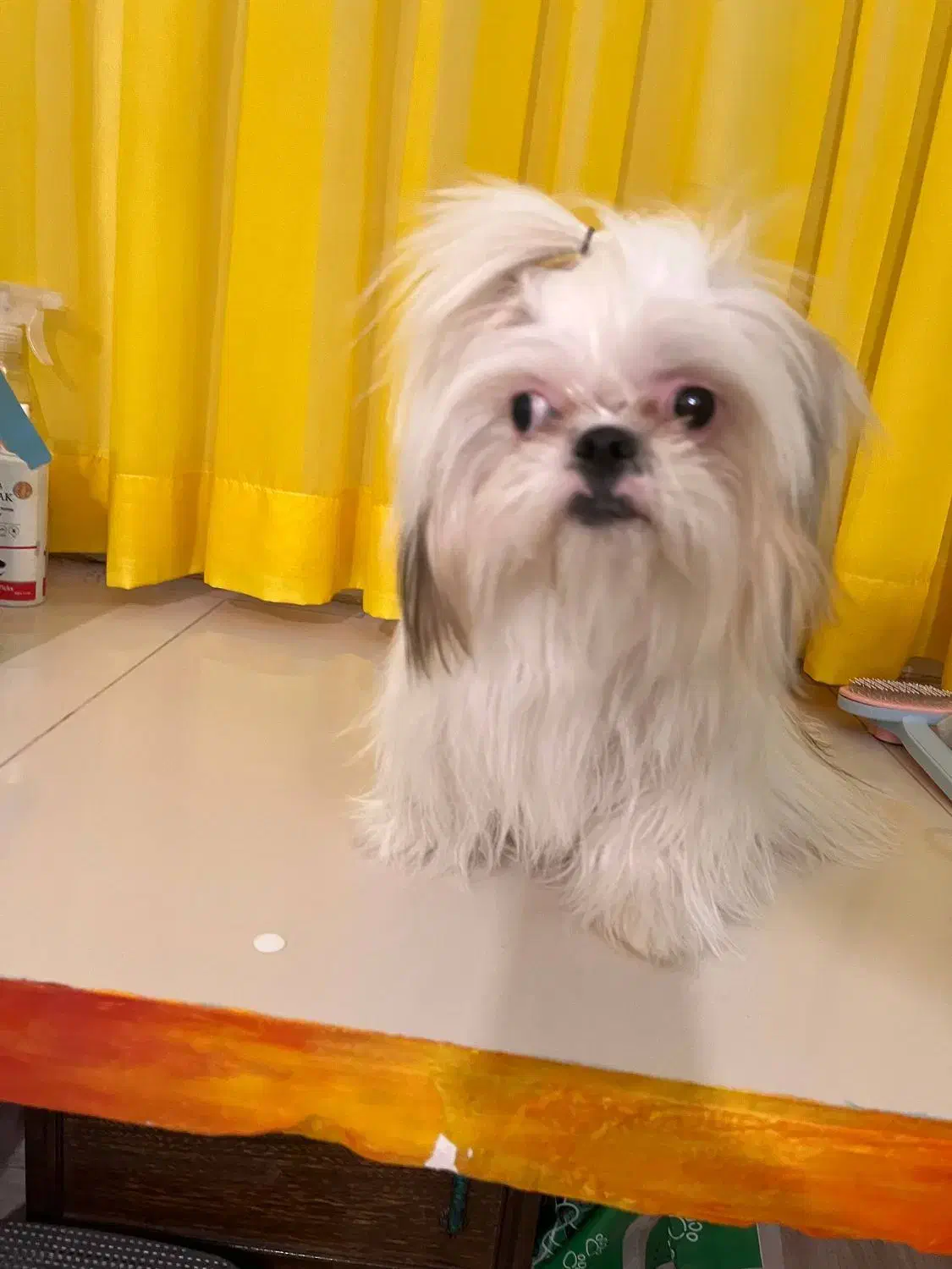 واگذاری|سگ|سبزوار, قلعهنو دهزار|دیوار