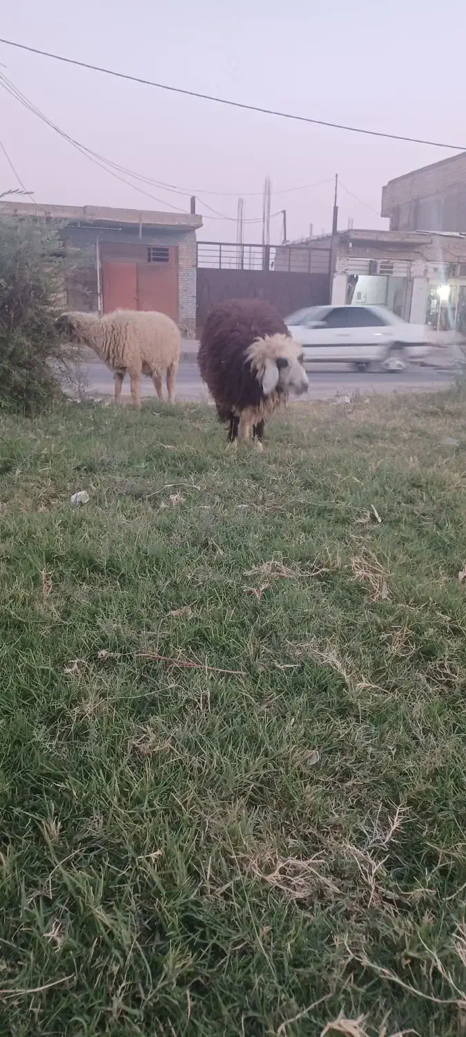 مزرعه|حیوانات مزرعه|رامشیر, |دیوار