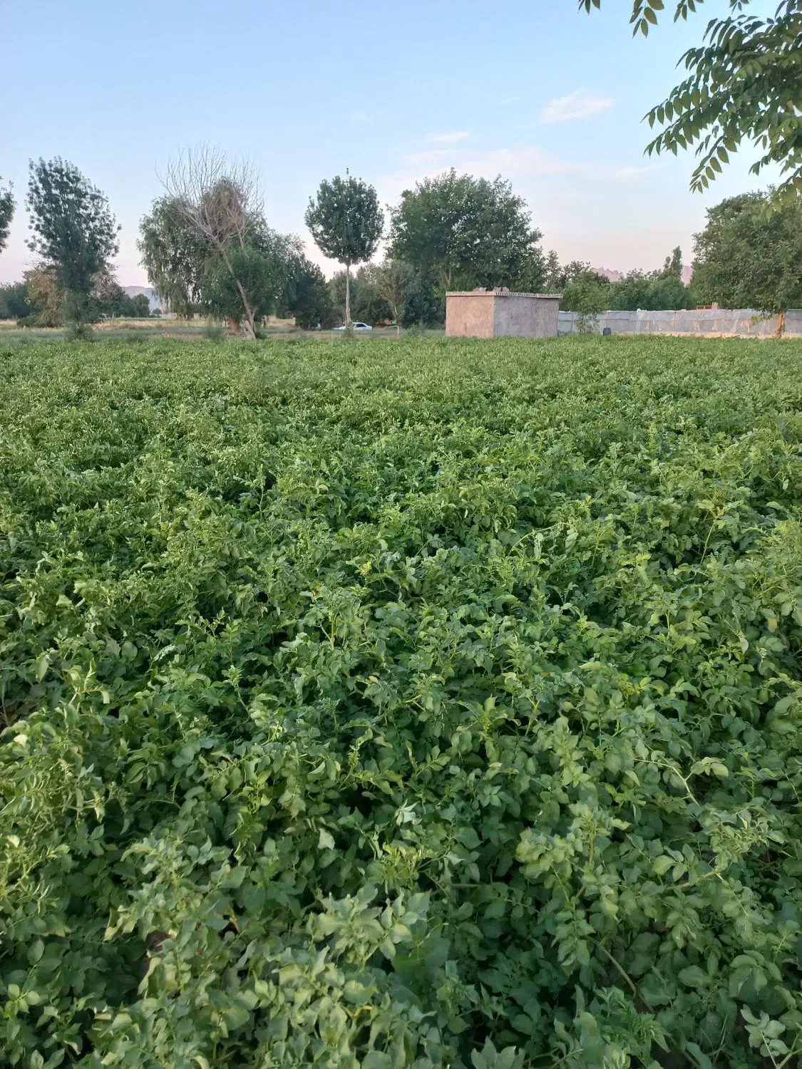 فروش زمین|فروش دفتر صنعتی، کشاورزی، تجاری|فلاورجان, |دیوار