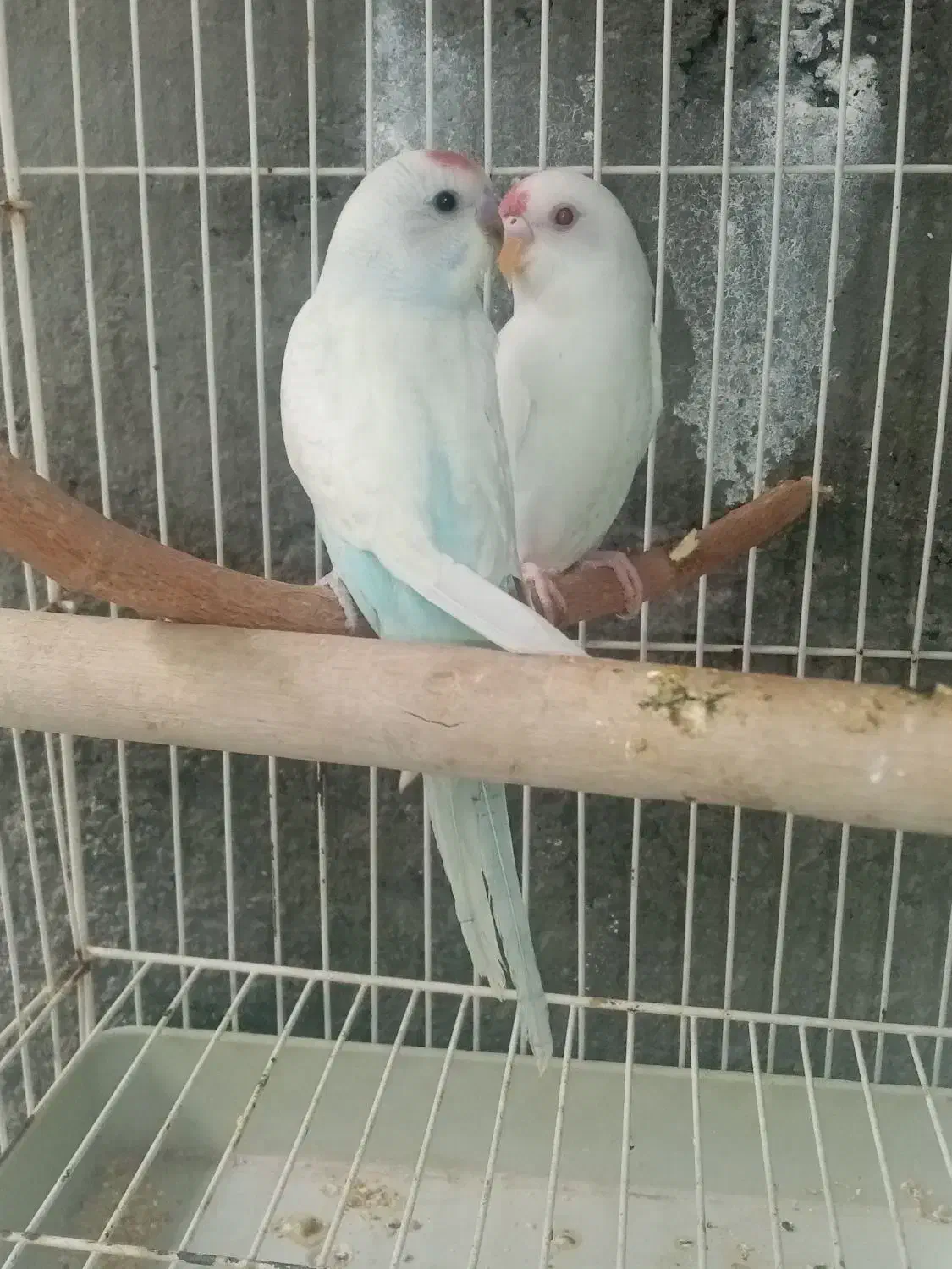 مرغ عشق دستی مخصوص بچه ها|پرنده|نیشابور, فردوسی جنوبی|دیوار