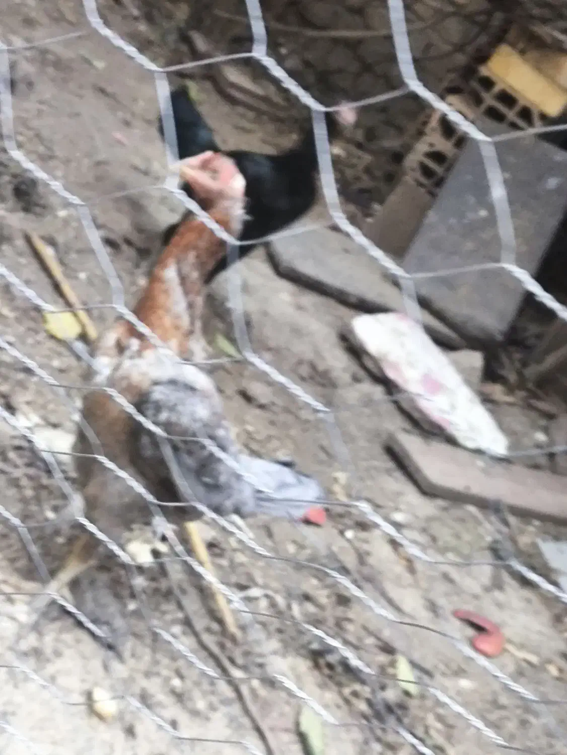 مرغ لاری فروشی|حیوانات مزرعه|گالیکش, |دیوار