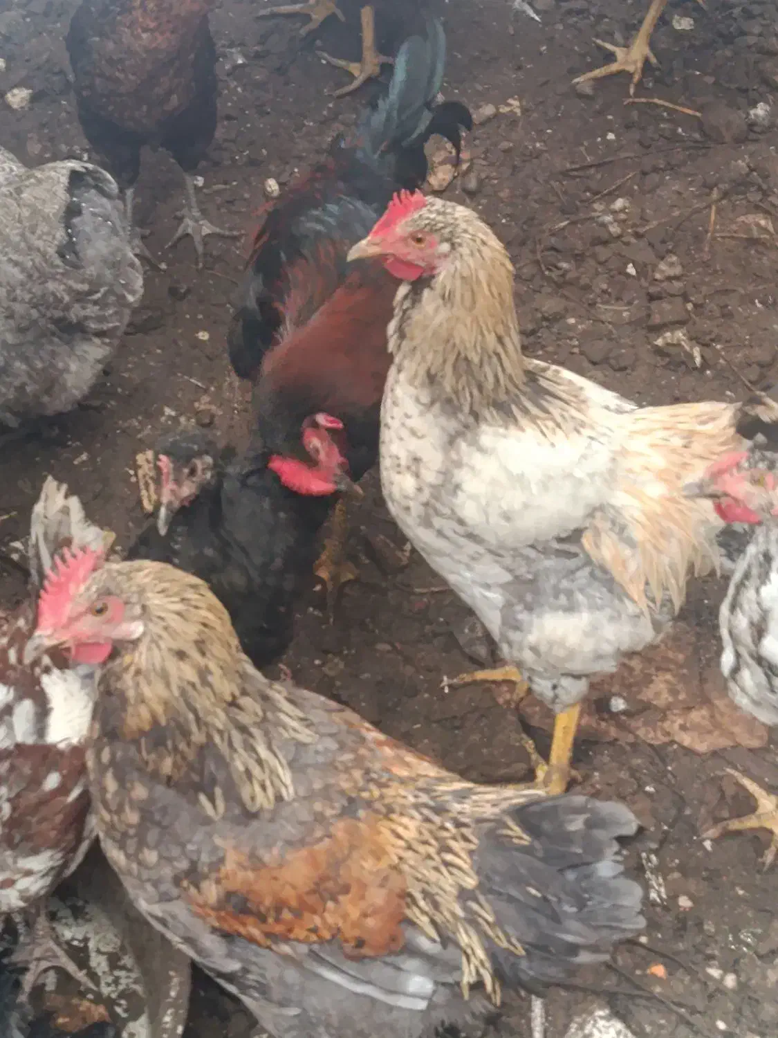 خروس محلی|حیوانات مزرعه|رشت, جانبازان|دیوار