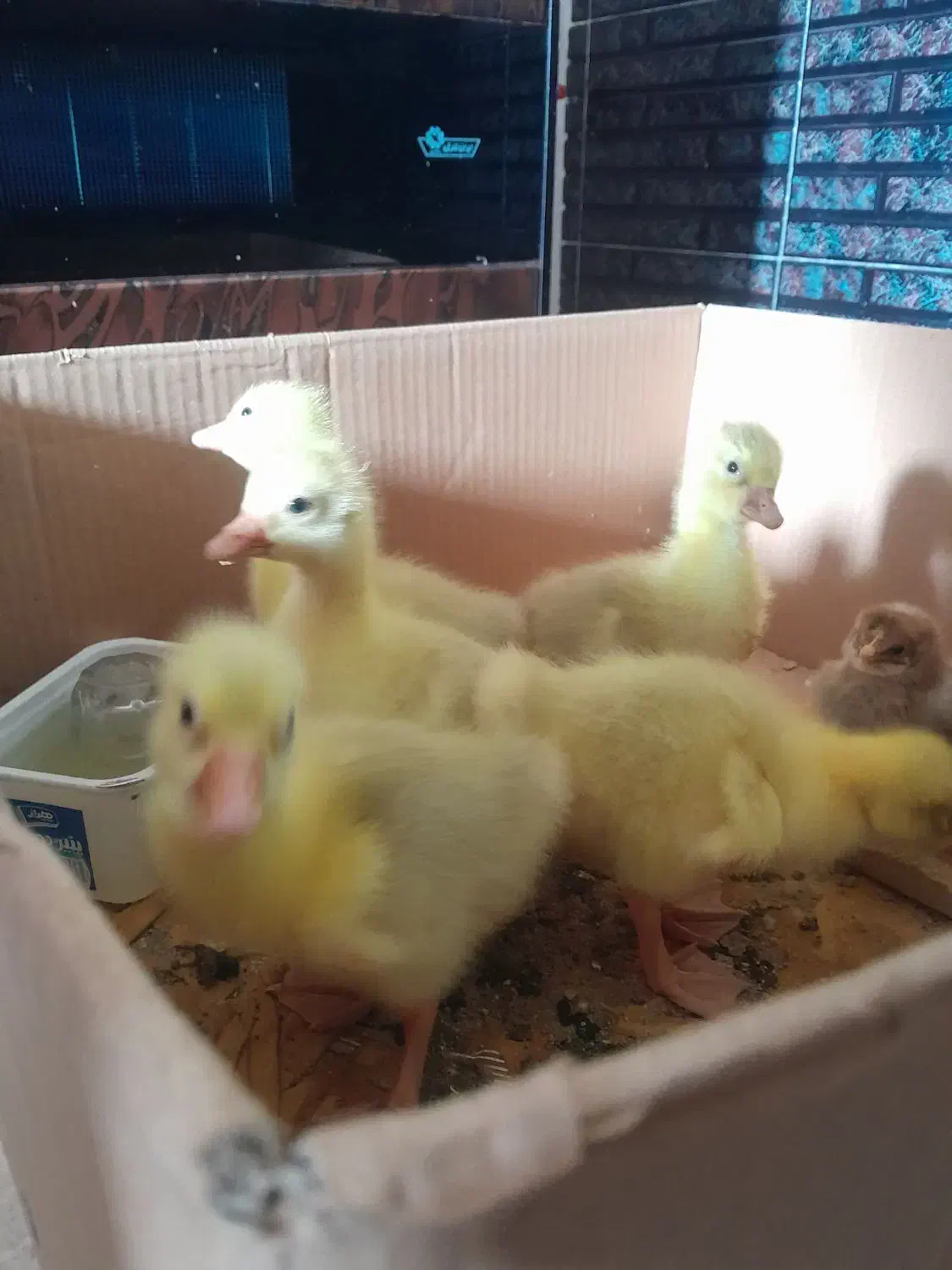 غاز محلی|حیوانات مزرعه|خوش‌رودپی, |دیوار