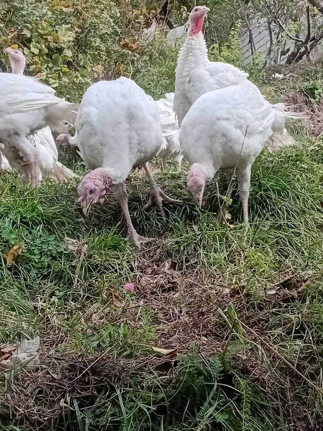 بوقلمون|حیوانات مزرعه|مشگین شهر, |دیوار