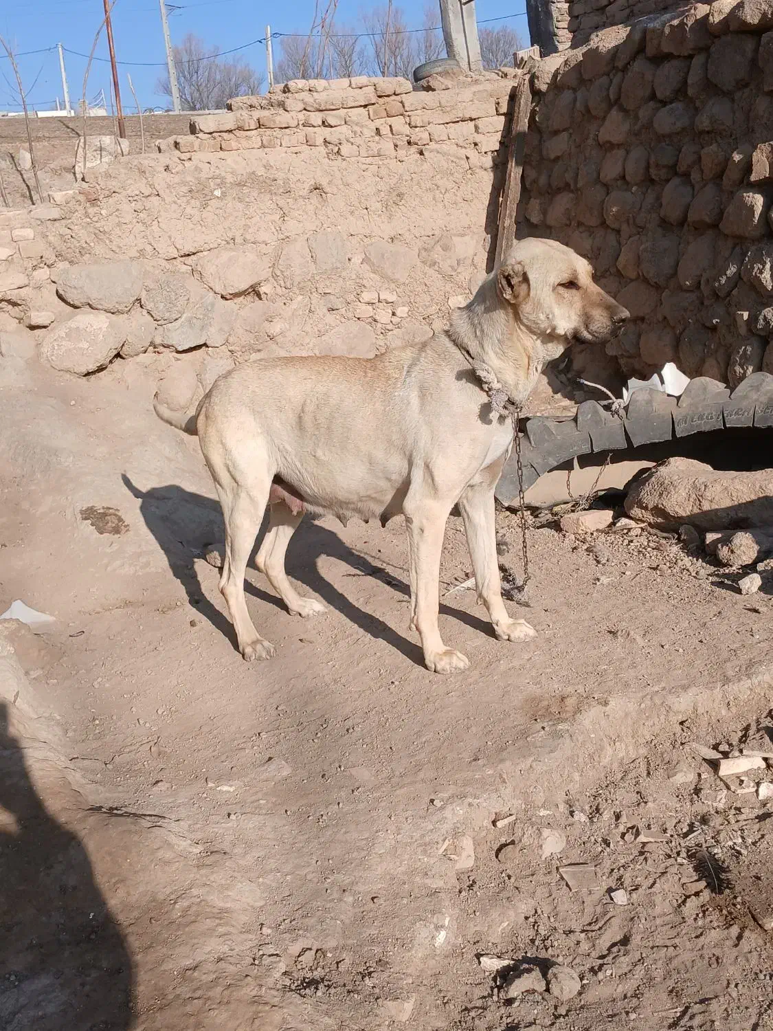 سگ سرابی دوساله|سگ|اردبیل, |دیوار