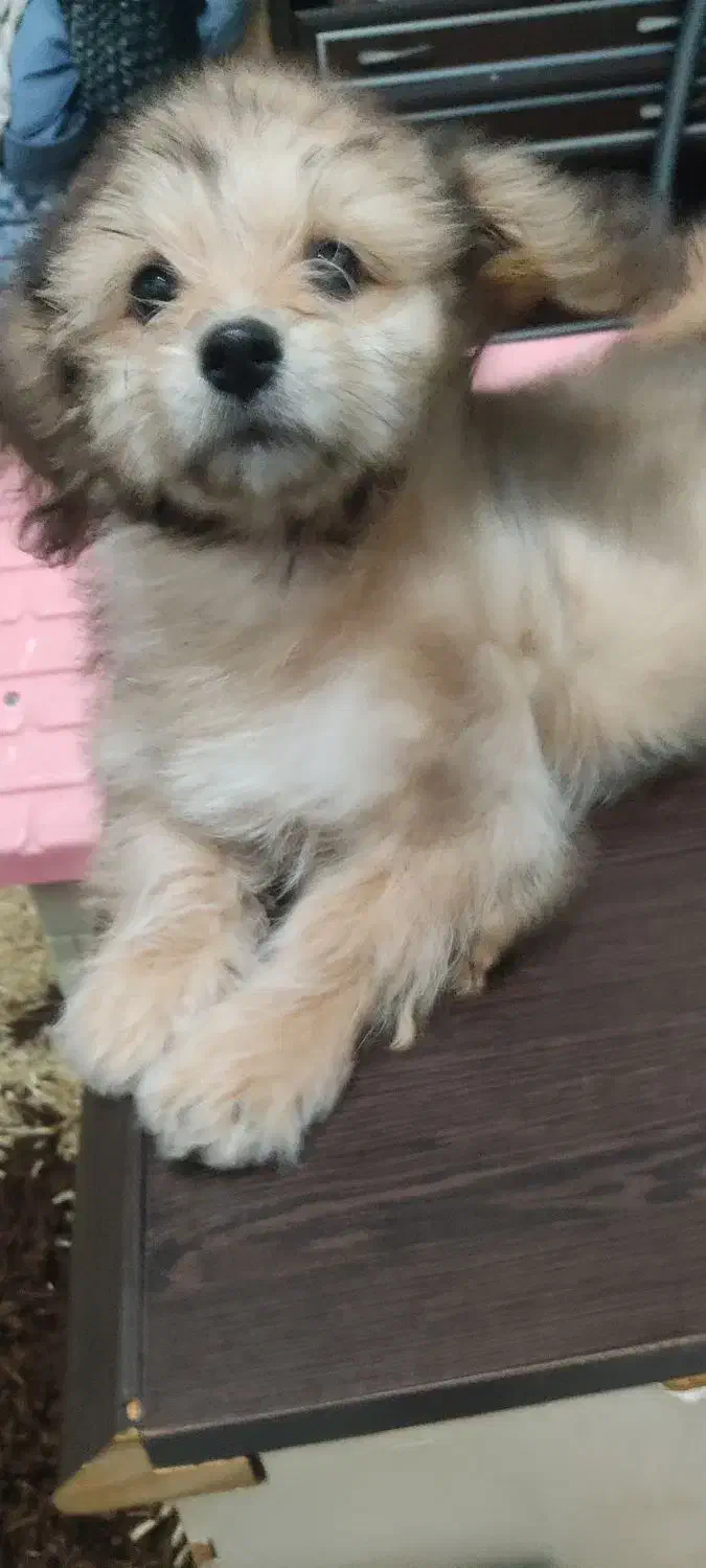 ترکیب اشپیدز و پامر|سگ|اندیمشک, |دیوار