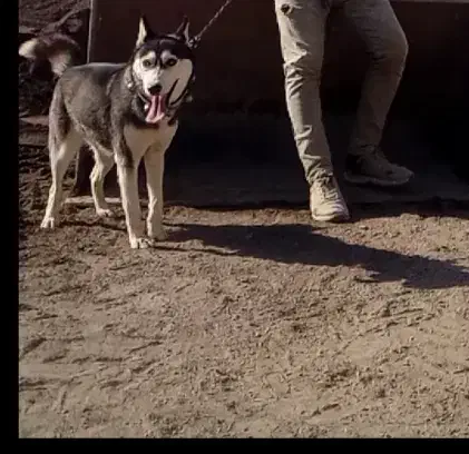 هاسکی|سگ|کاشان, فین بزرگ|دیوار