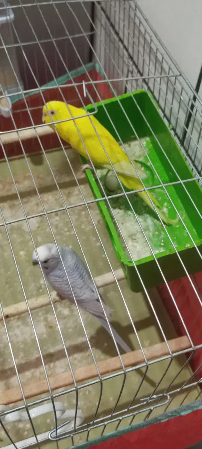 مرغ عشق|پرنده|شوشتر, |دیوار