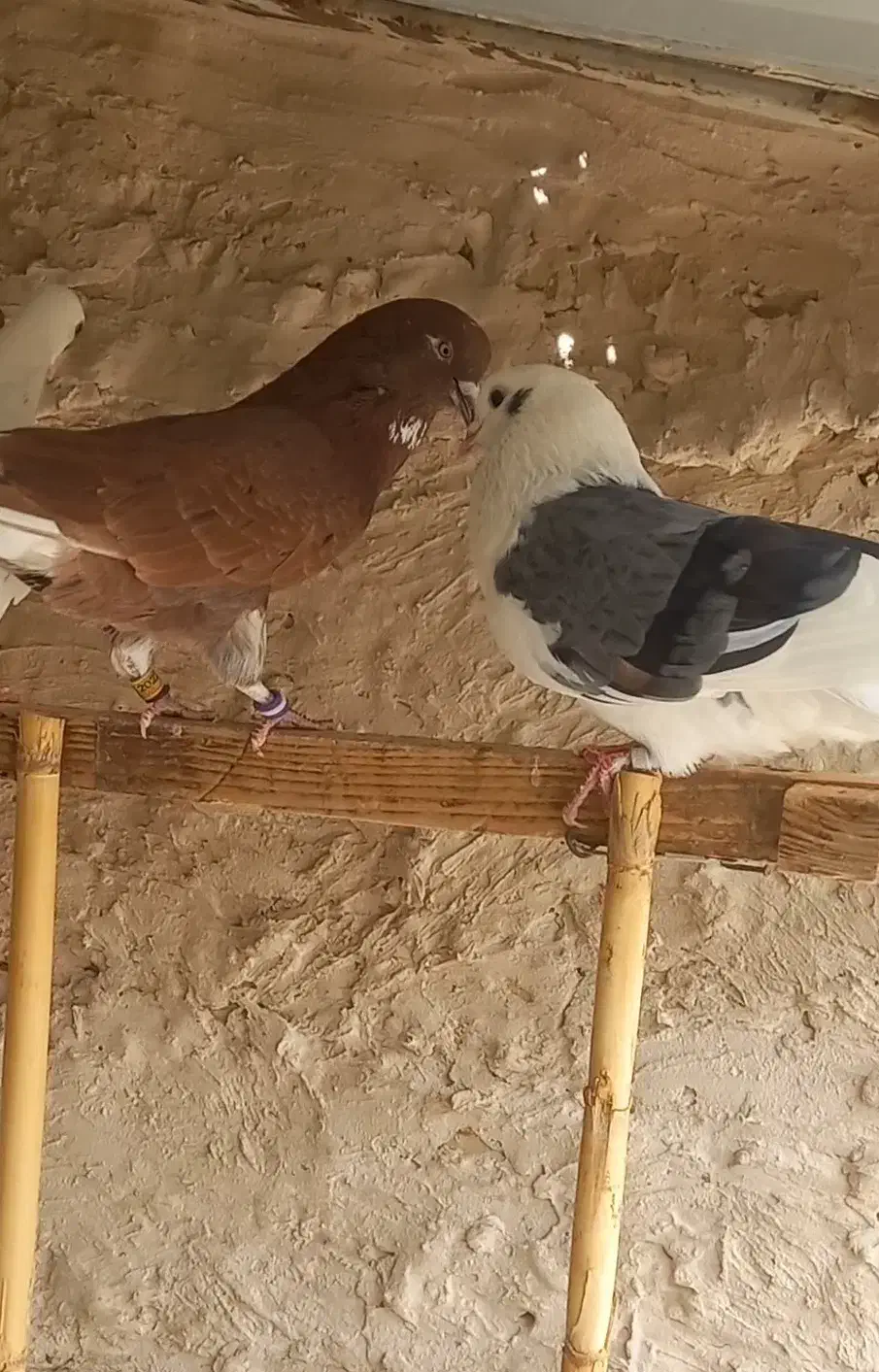 کفتر پرشی|پرنده|قرچک, محمد آباد|دیوار