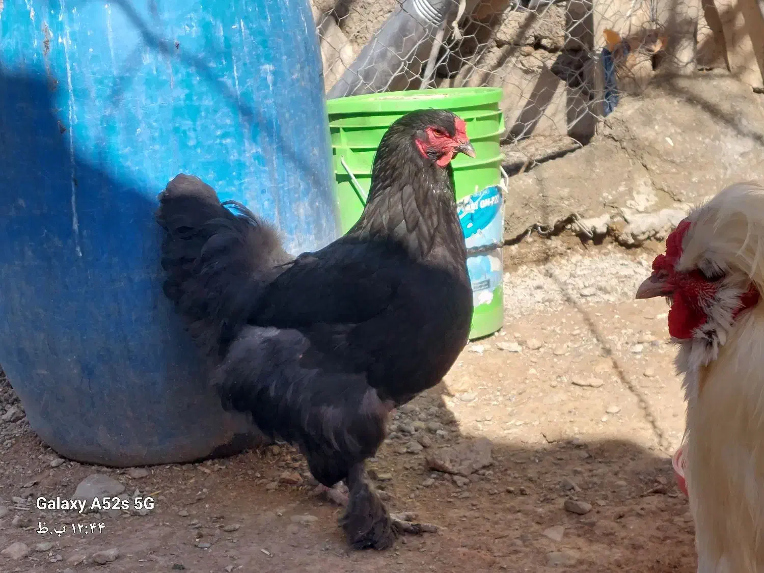 مرغ وخروس برهما|حیوانات مزرعه|خنداب, |دیوار