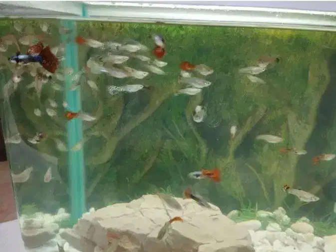 ماهی گوپی همه مولد دونه ای 20|ماهی|شیراز, هفت تنان|دیوار