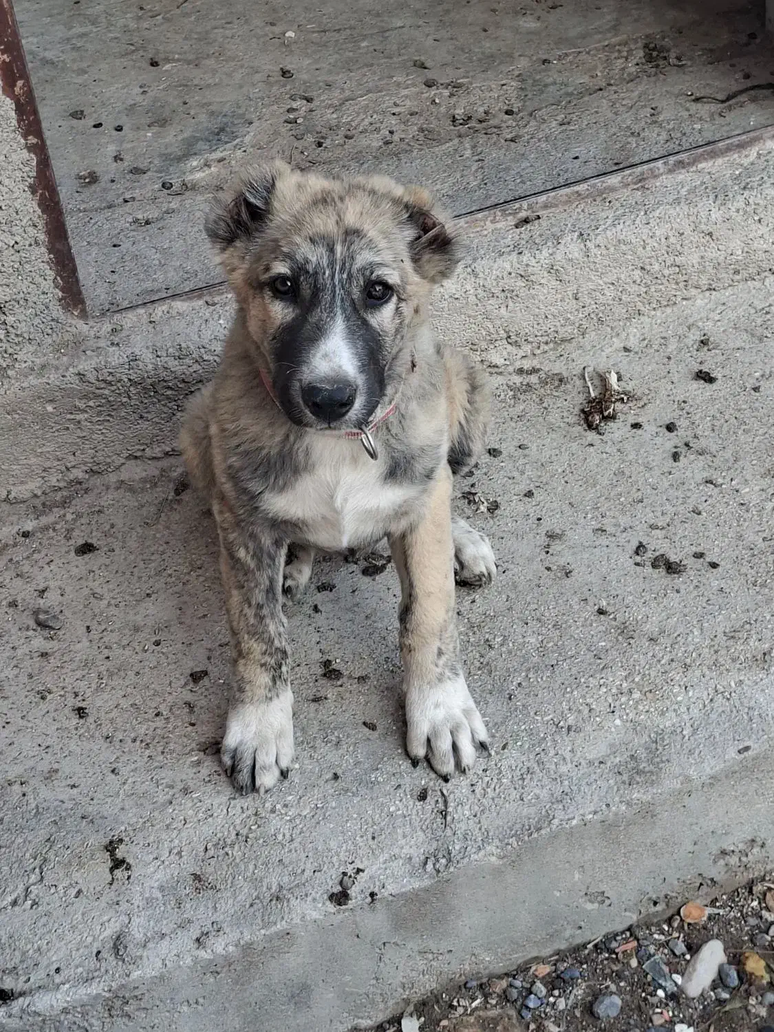 سگ توله ماده|سگ|بندر ترکمن, |دیوار