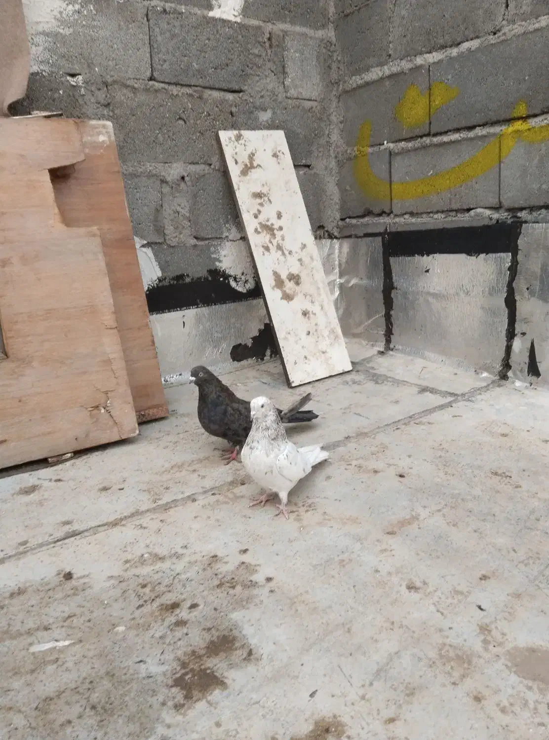 کفتر|پرنده|هریس, |دیوار