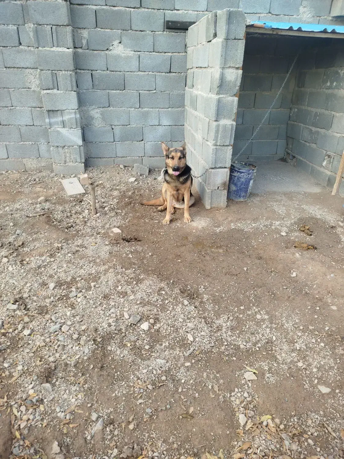 سگ ژرمن|سگ|ساوه, |دیوار