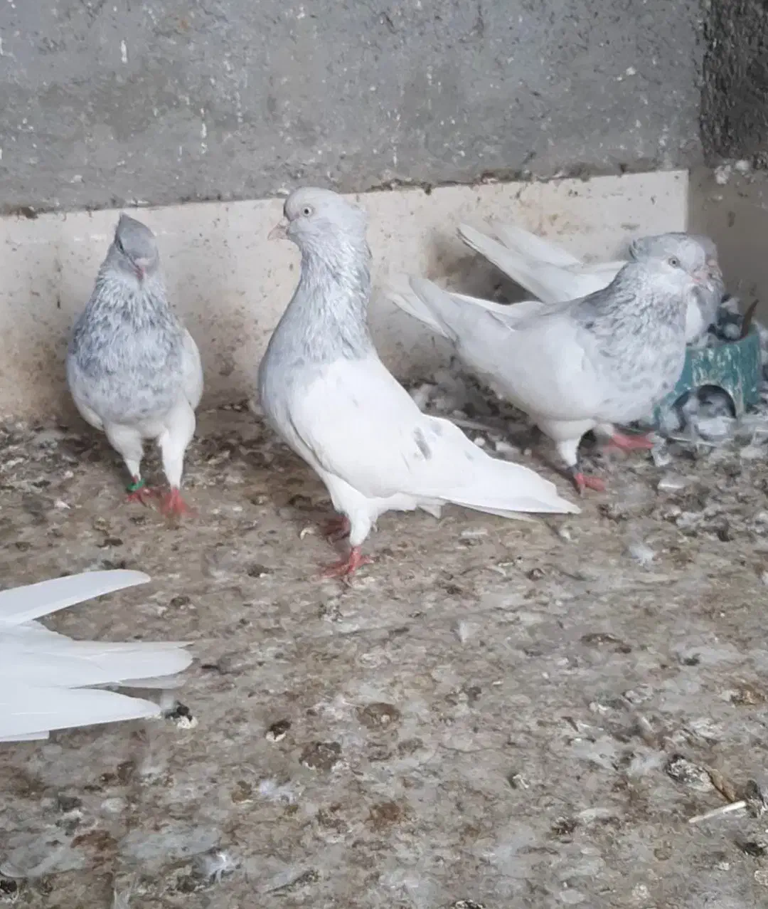 اشعل.کله ای.سینه ای|پرنده|اهواز, زیباشهر|دیوار