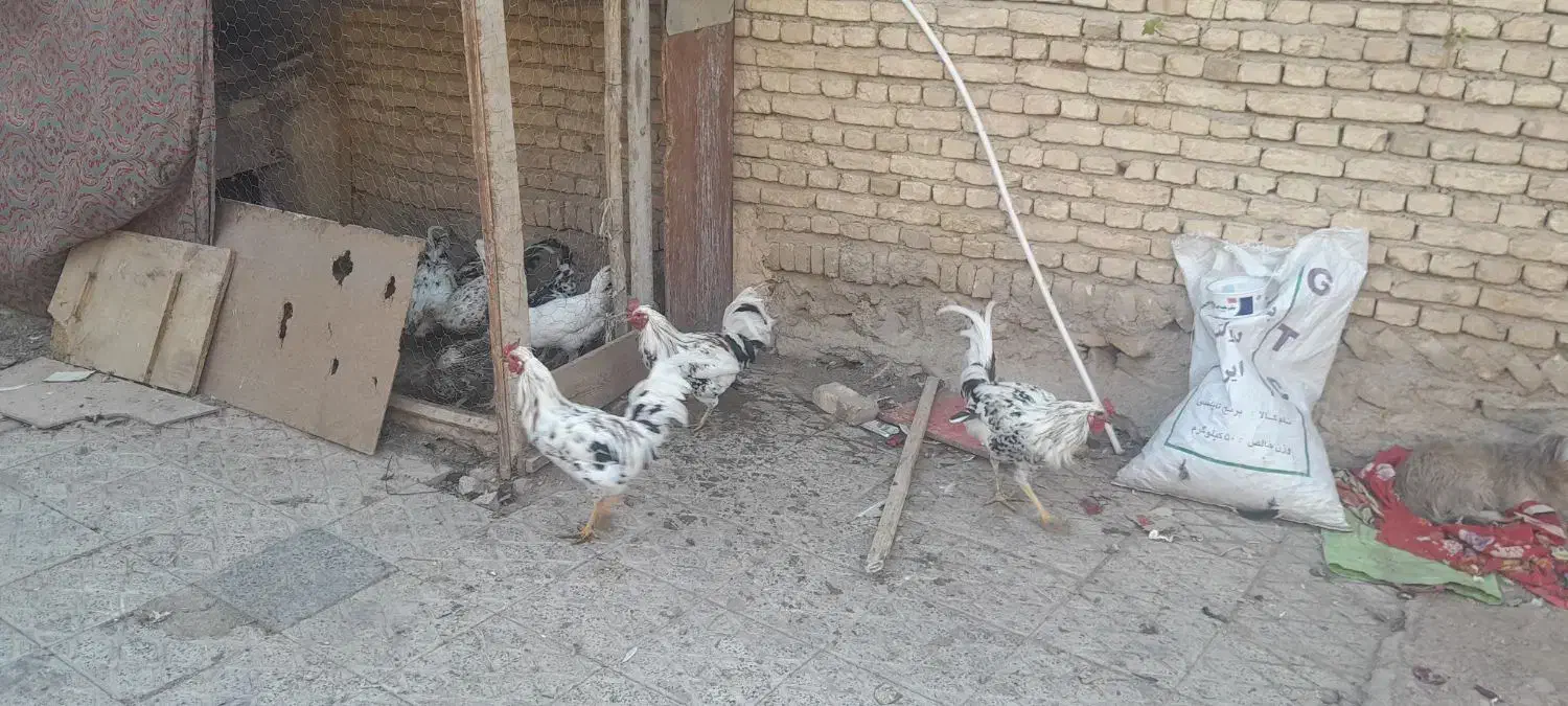 خروس|حیوانات مزرعه|لاران, |دیوار