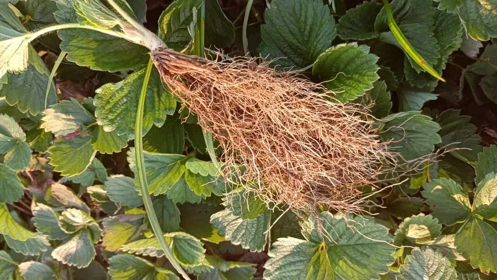 بوته توت فرنگی کاماروسا و گاویتا|خدمات باغبانی و درختکاری|رشت, معلم|دیوار