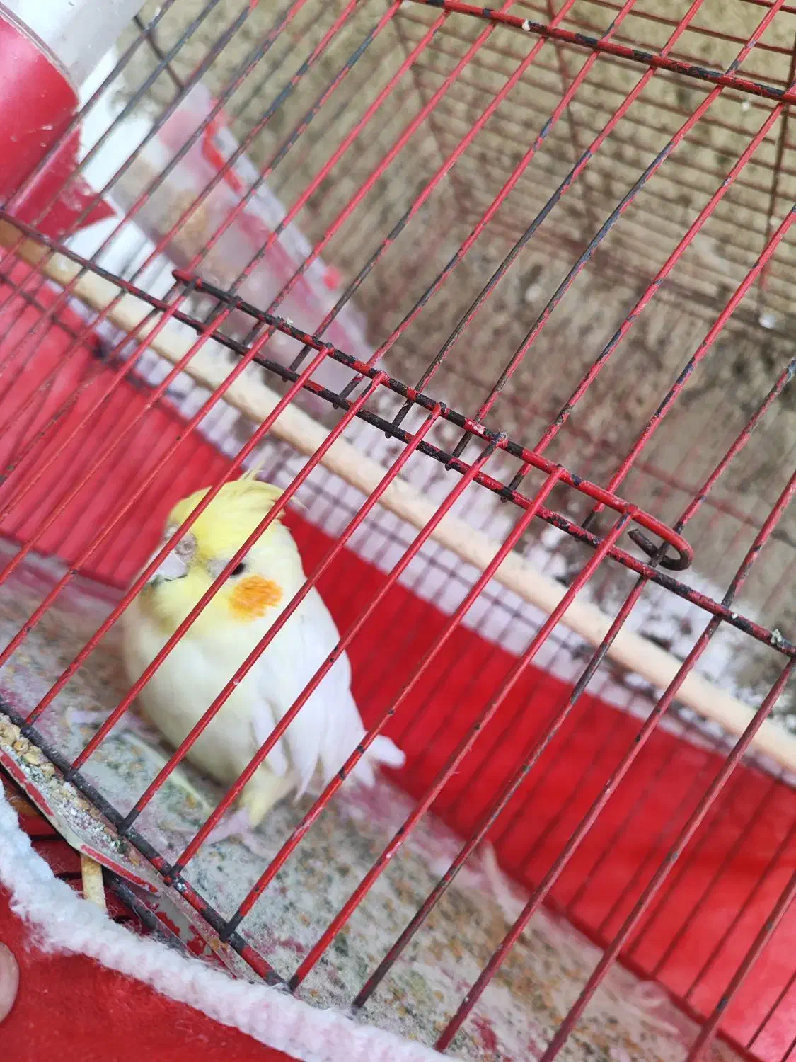 عروس هلندی و مرغ عشق|پرنده|گرگان, |دیوار