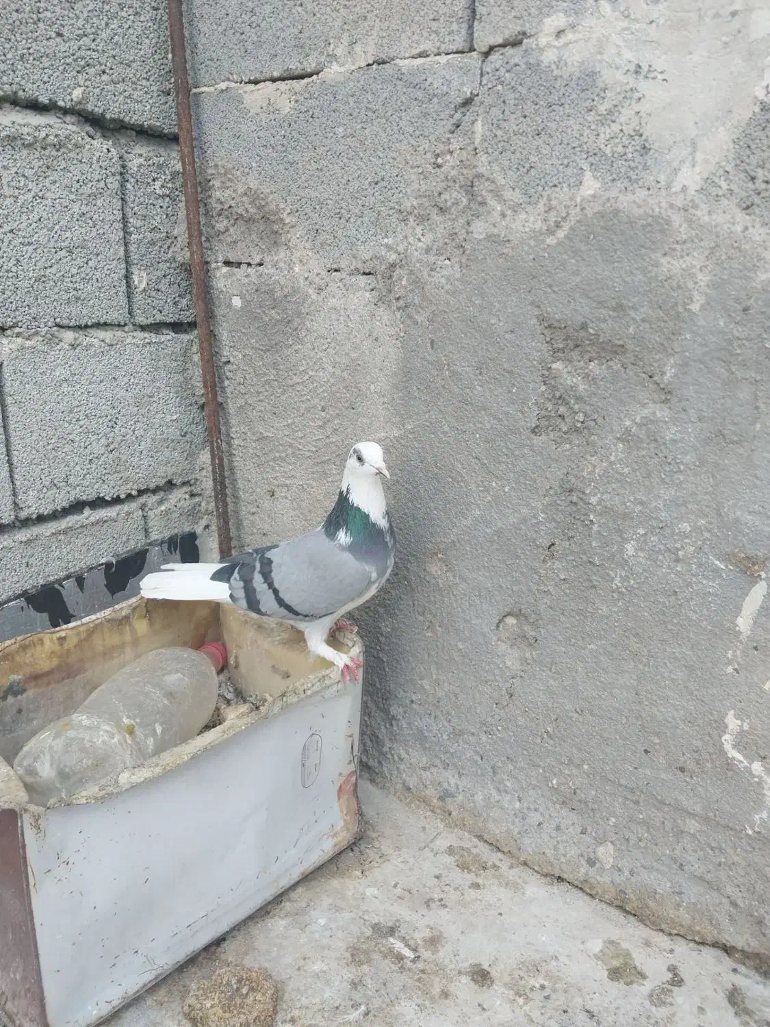 کفتر|پرنده|بستان آباد, |دیوار