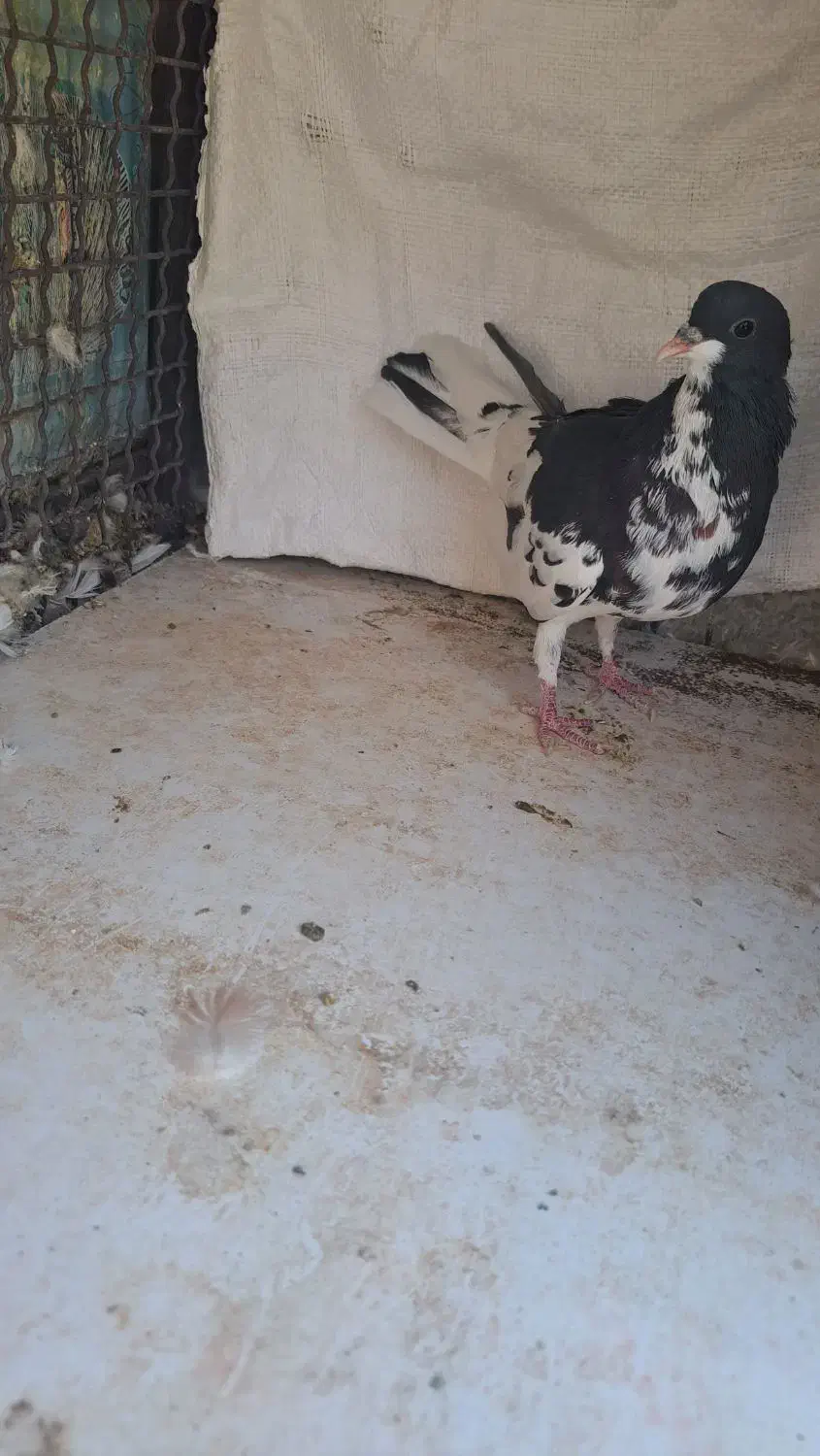 ماده چپ سیاه ماده خوشرنگ سیاه گلدار|پرنده|شیراز, شهرک مفتح|دیوار